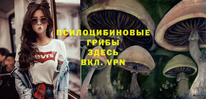 Галлюциногенные грибы Psilocybe  Йошкар-Ола 